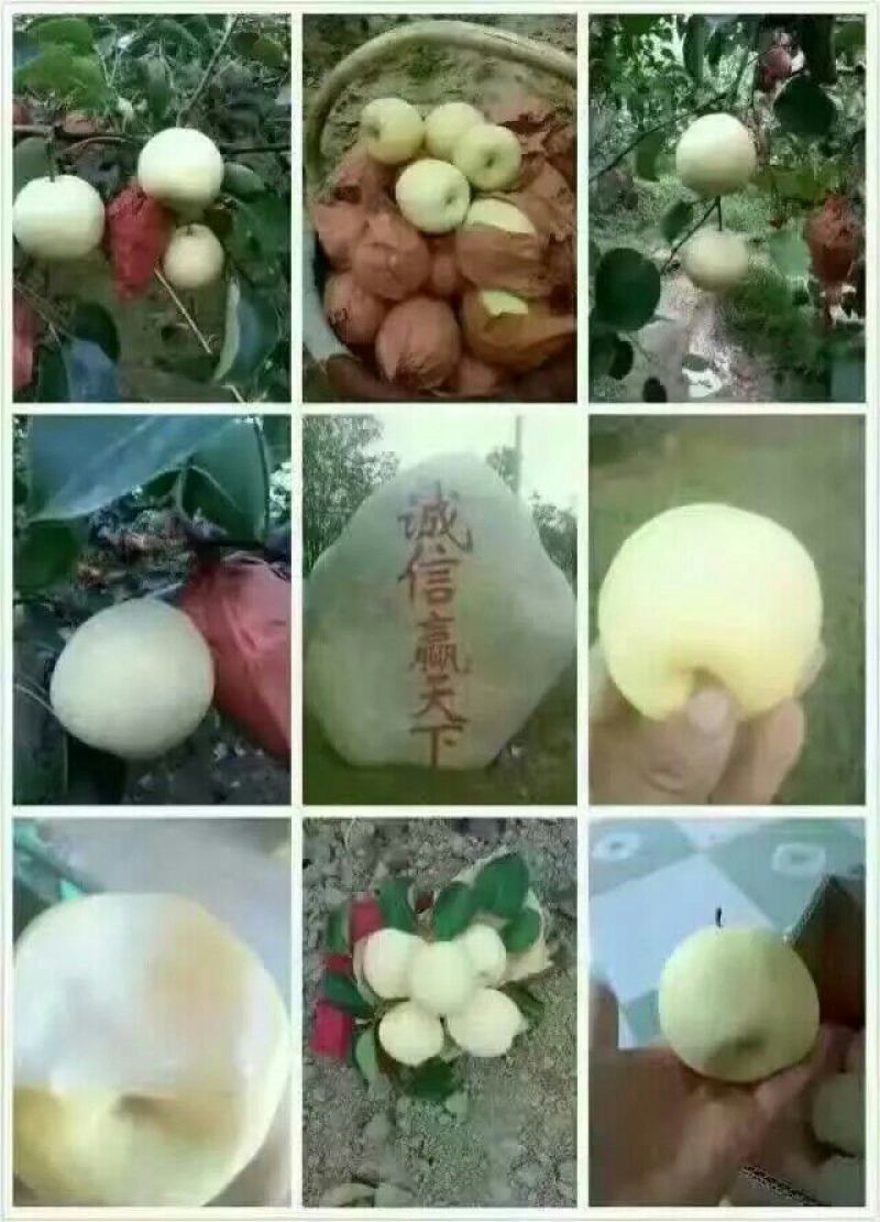 酥梨150~200g纸箱