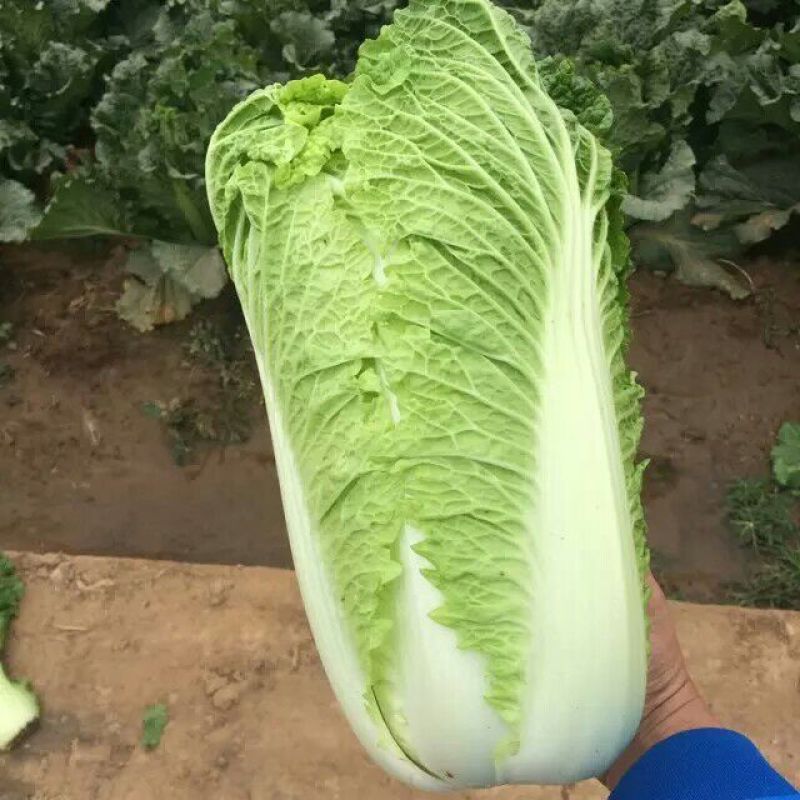 山东省济南市平阴县，北京新三号白菜，大量供应，量大质优