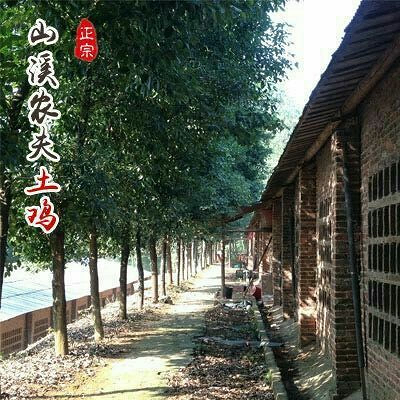 土鸡12月以上
