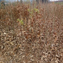 大红袍板栗苗30~50cm