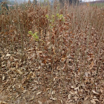 大红袍板栗苗30~50cm