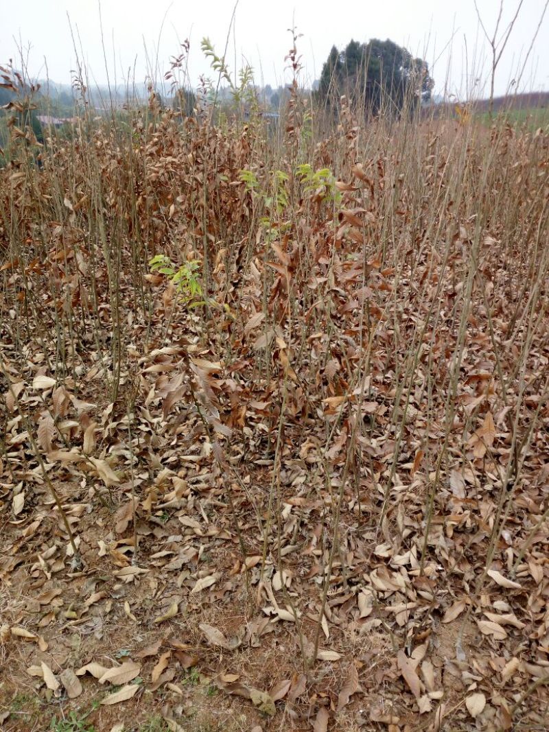 大红袍板栗苗30~50cm