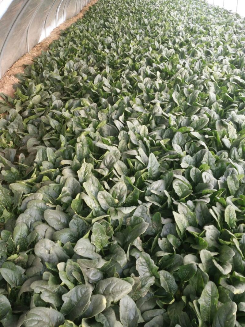 大叶菠菜15~20厘米