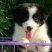 边牧放牧羊犬公母都有任意挑选一只也发货