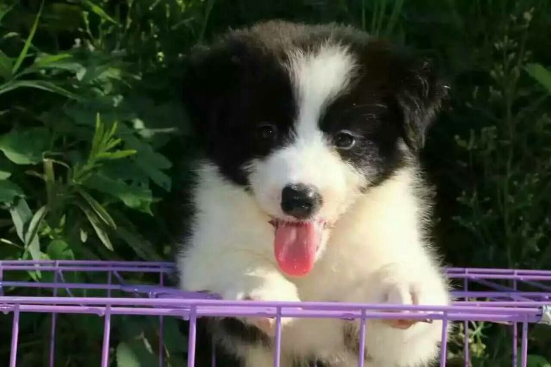 边牧放牧羊犬公母都有任意挑选一只也发货