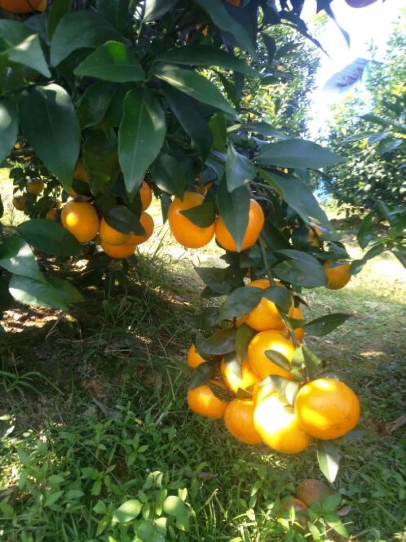 沃柑苗30~50cm