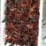 小龙虾食用8~10钱活虾