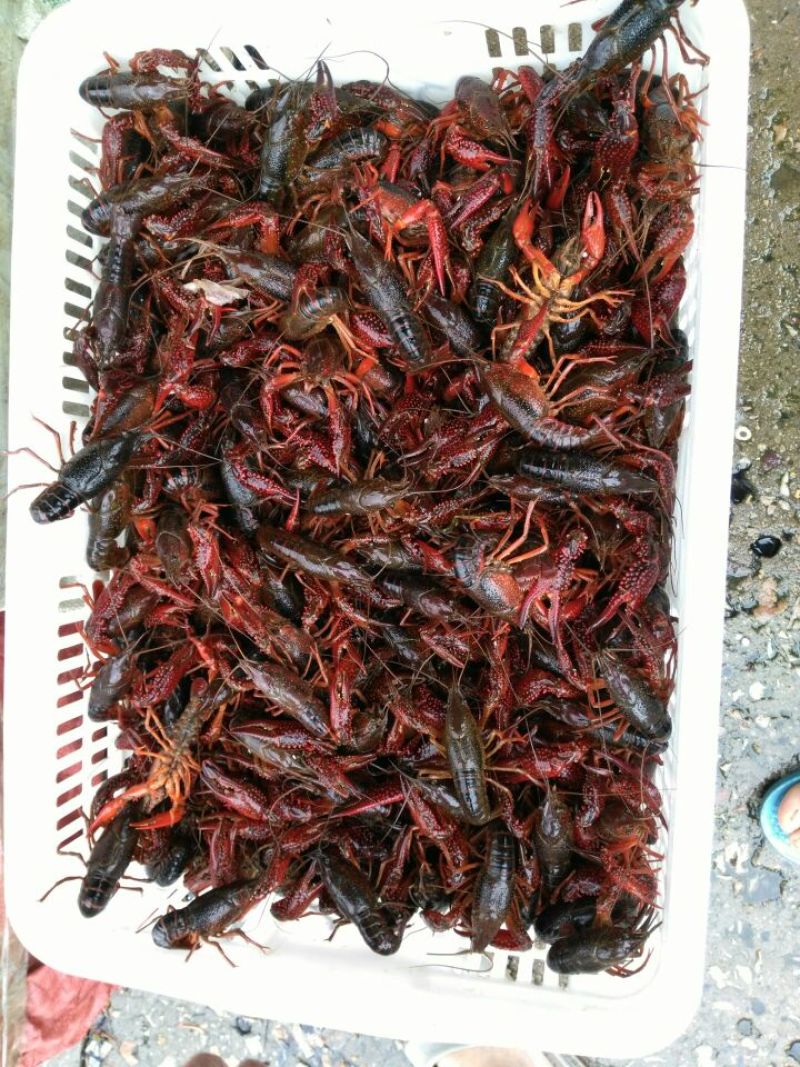 小龙虾食用8~10钱活虾