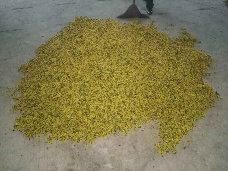白菊花茶