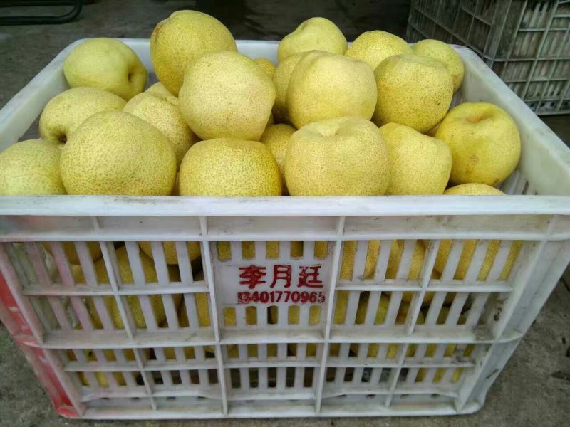 砀山梨300~350g光果