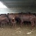 育肥牛犊100~200kg