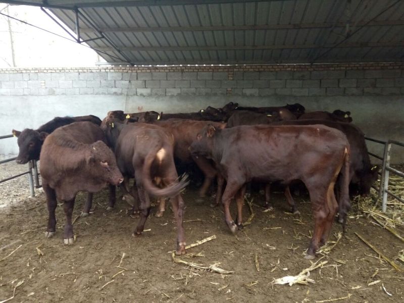 育肥牛犊100~200kg