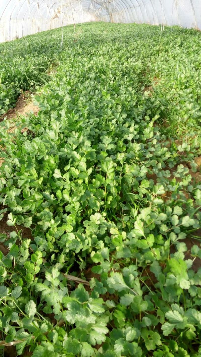 黑叶菠菜15~20厘米