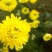 菊花茶