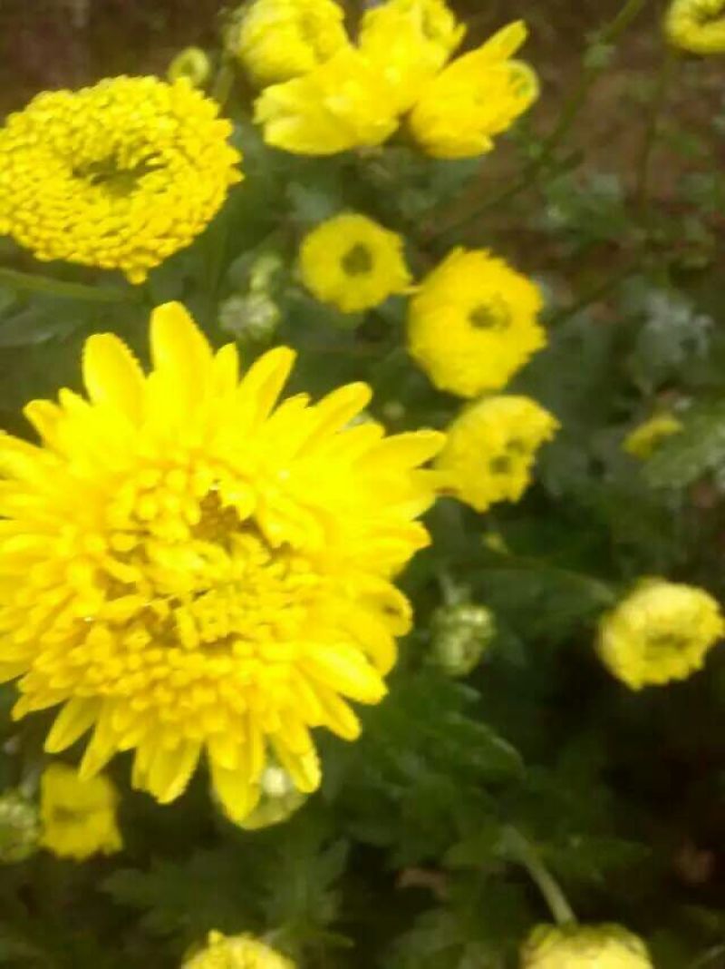 菊花茶