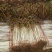 长白大葱40cm以上毛葱2cm左右