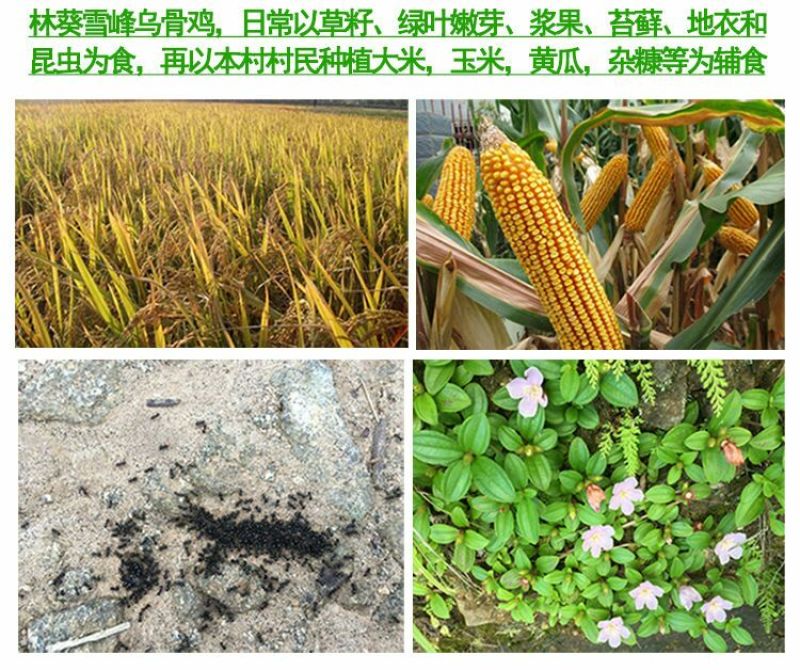 绿壳鸡蛋食用50g以下