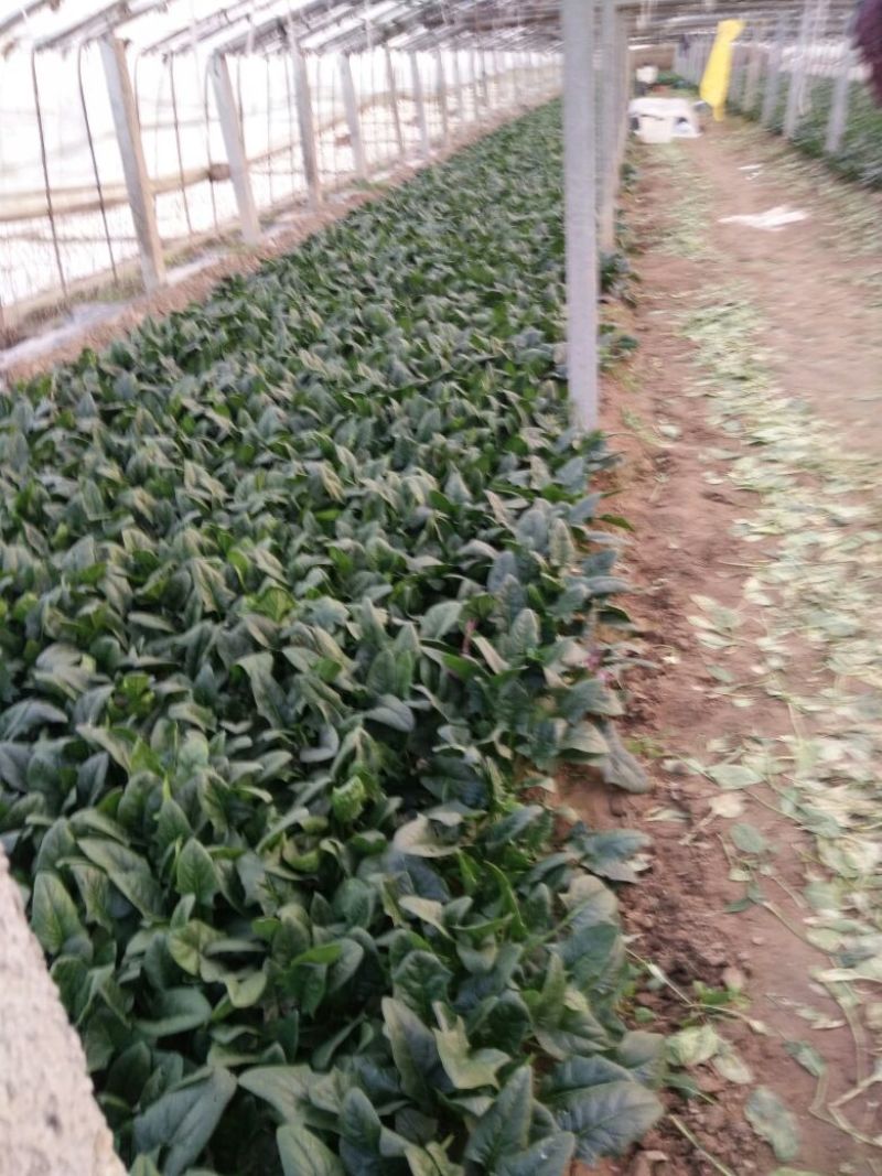 菠菜25~30厘米