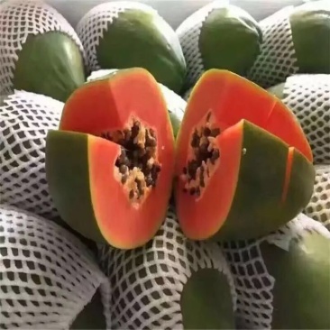 大青木瓜
