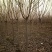 樱花8~10cm，日本晚樱，关山樱基地