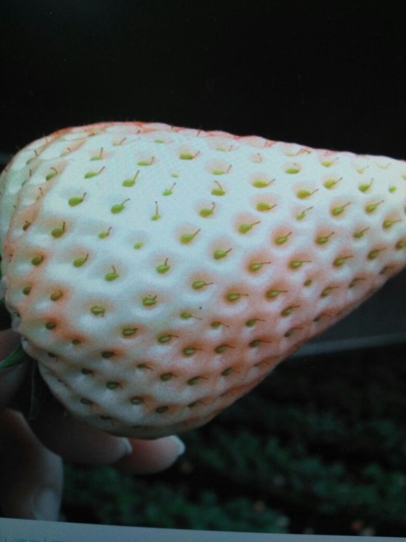 甜宝草莓苗10~20cm