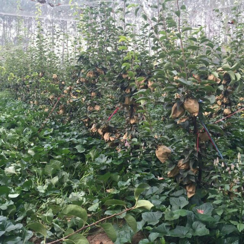 晚秋黄梨300~350g纸袋