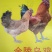 鸡苗60~70克出壳苗