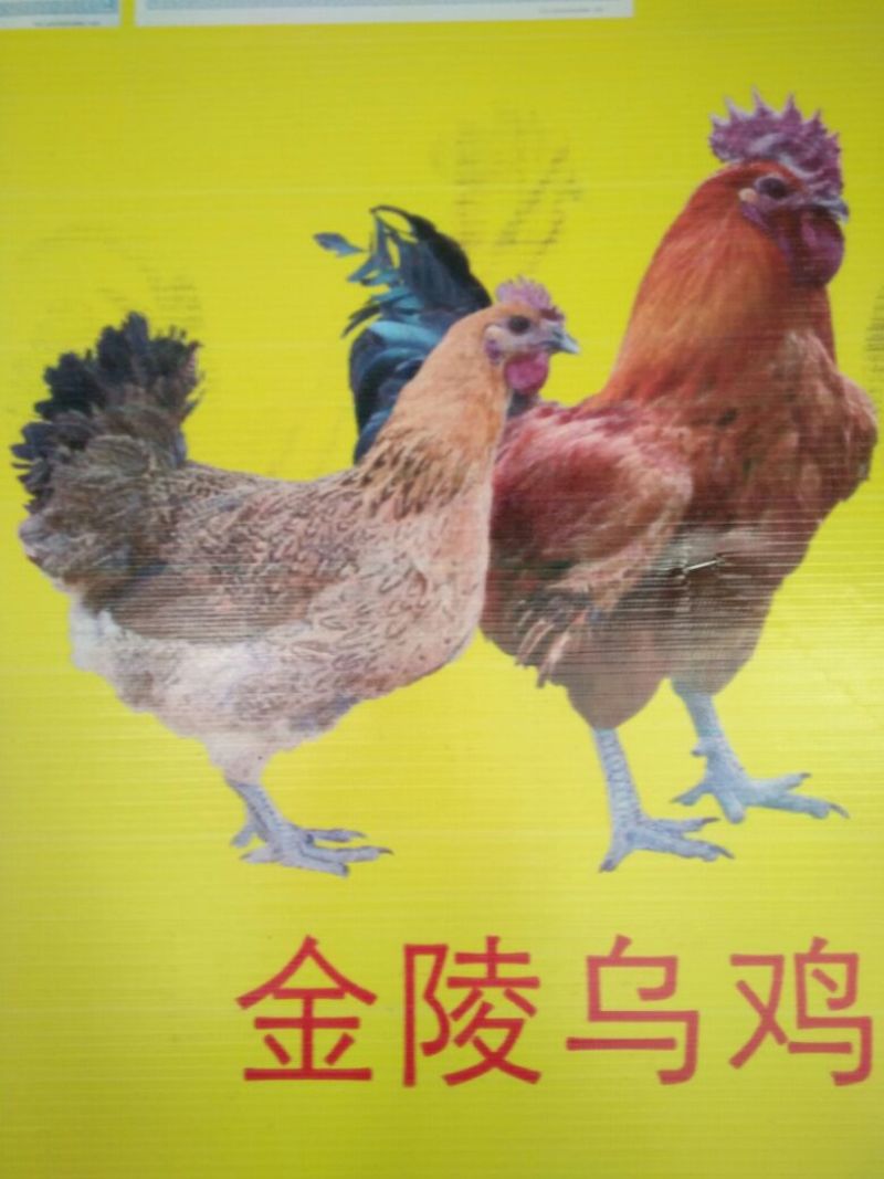 鸡苗60~70克出壳苗
