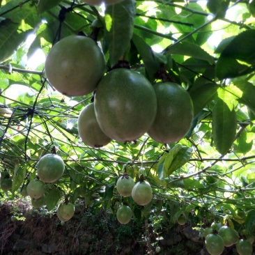 百香果