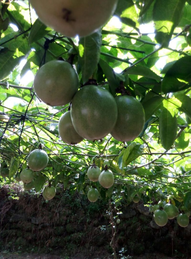 百香果