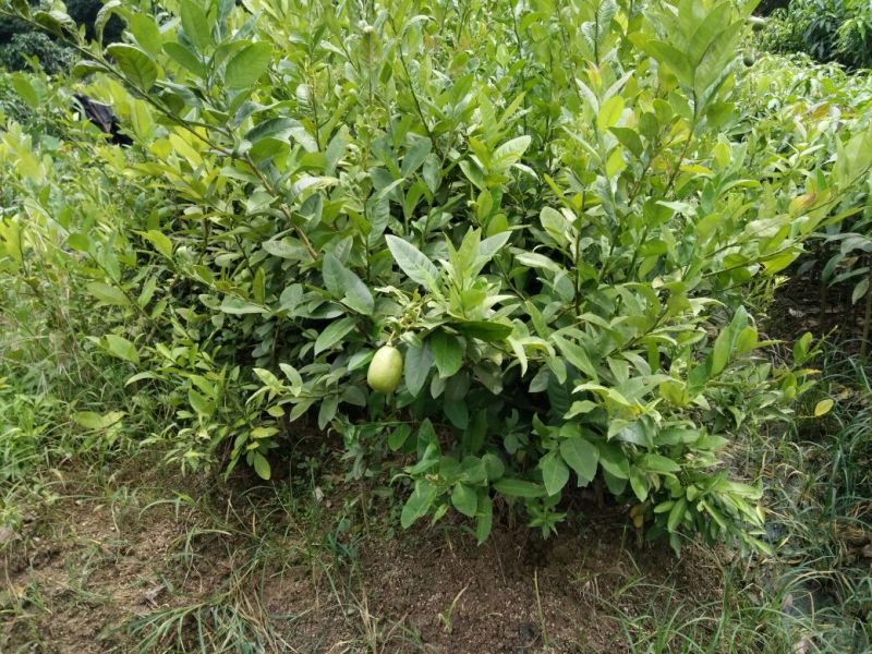 香水柠檬树苗30~50cm