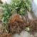 无花果树苗80~100cm，薄姬红无花果，需要的联系。