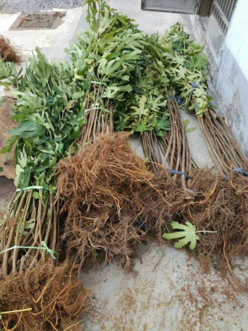 无花果树苗80~100cm，薄姬红无花果，需要的联系。
