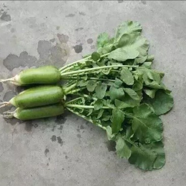 沙窝萝卜