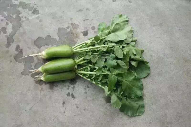 沙窝萝卜