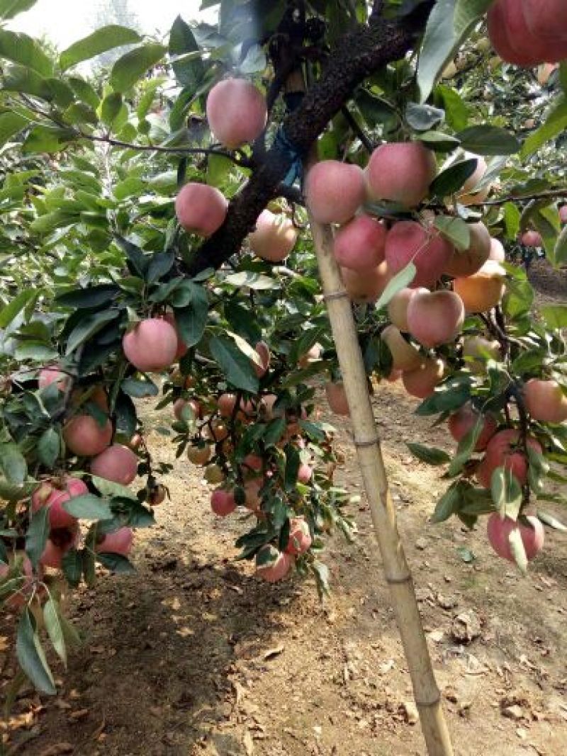 新红星苹果纸+膜袋