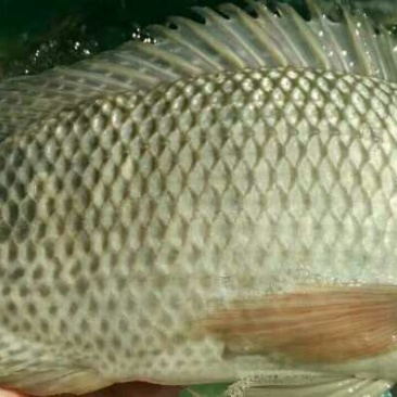 鲤鱼食用1~2公斤