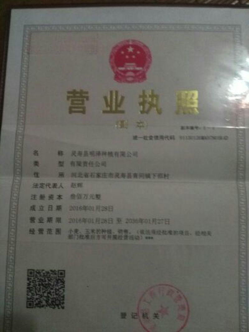 北京553红薯3两以上加工薯黄心