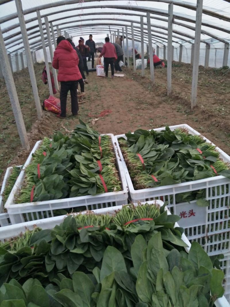 菠菜20~25厘米