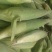 鲜玉米16~20%
