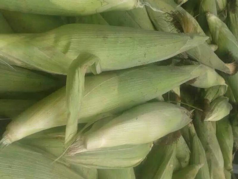 鲜玉米16~20%