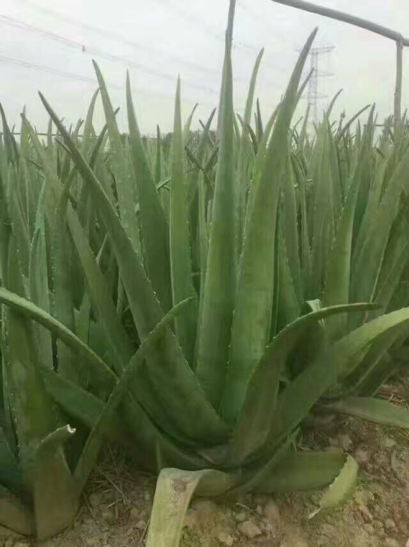芦荟柱形20cm以上
