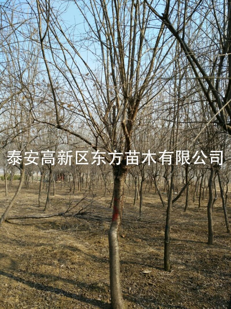 暴马丁香10~12cm8~10cm3.5~4米