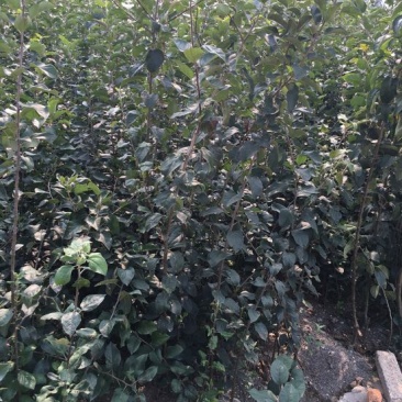 苹果树