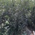 苹果树
