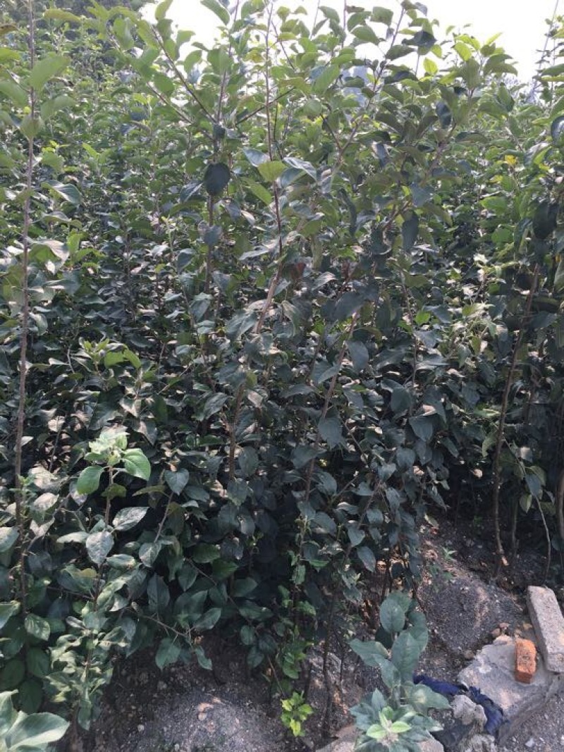 苹果树