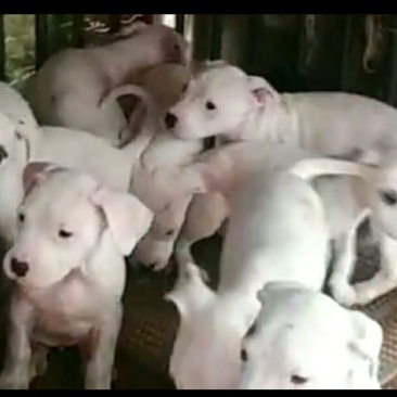 杜高犬公