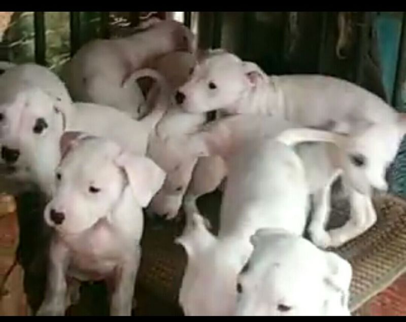 杜高犬公