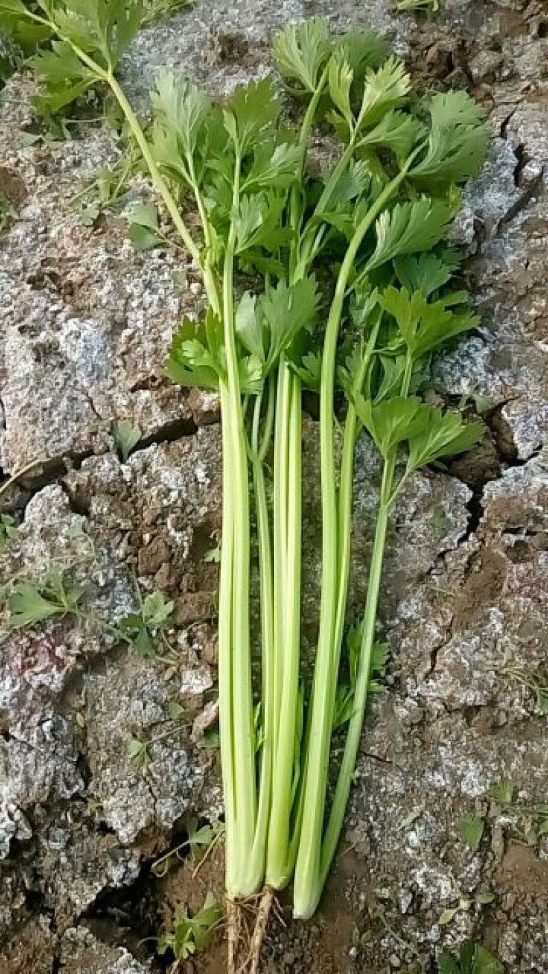 芹菜50cm以上四季西芹粗细适中，有光度，专门种芹菜茼