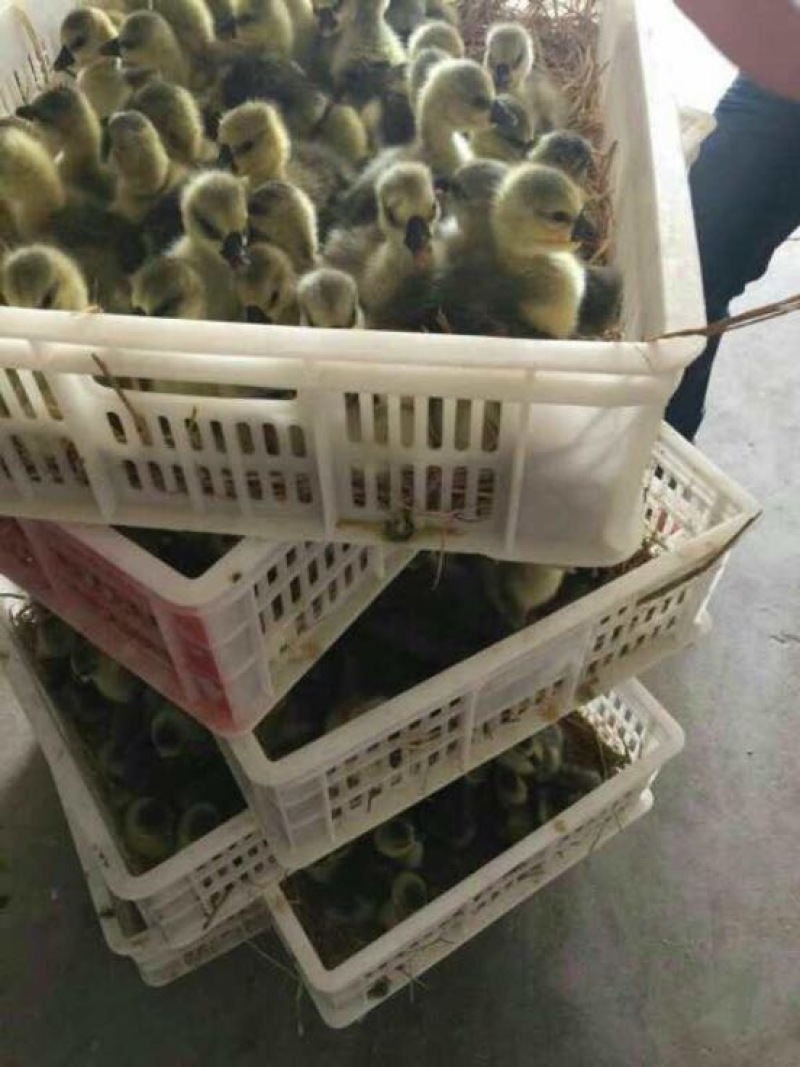 马岗鹅苗